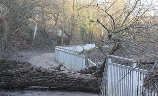 Ein stattlicher Baum ist offenbar noch während des Hochwassers an der Werre umgefallen und versperrt seitdem den Radweg zwischen Sielbad und Eidinghausener Straße. - Ulf Hanke