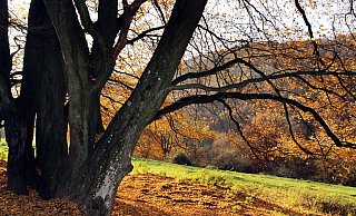 Teile des Eggegebirges in den Kreisen Paderborn und Höxter könnten Nationalpark werden, die hiesige CDU hatte sich dagegen ausgesprochen. - Kurt Blaschke