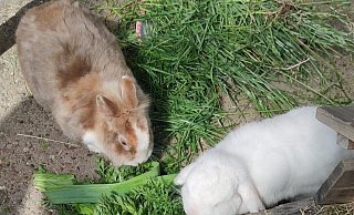 Vier Kaninchen wurden einer Löhnerin gestohlen und anschließend auf einem Feld ausgesetzt. Das schwarze Kaninchen "Pepper", das hier nicht zu sehen ist, ist an den Verletzungen gestorben. - Thielking