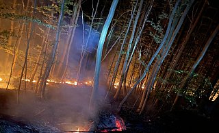 Die Flammen am Boden machen die Nacht zum Tag. Auf die Bäume hat das Feuer bislang noch nicht übergegriffen. - Feuerwehr Stadt Höxter