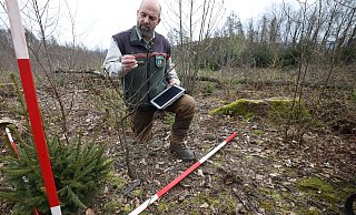 Förster Markus Uhr begutachtet die Verbissschäden an den jungen Bäumen im Wiehengebirge. Die Spitze der jungen Esskastanie wurde von einem Reh gekappt. - Jörg Stuke