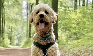 Meistens ist Kalle brav, er kann aber auch frech sein. - Privat
