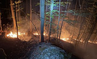 Am Waldboden bei Bosseborn sind Fallen zu erkennen. - Feuerwehr Stadt Höxter