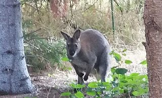 Dieses Känguru streifte 2019 einige Wochen durch den Nordkreis von Paderborn. Nun ist auch in Hüllhorst ein Känguru unterwegs. - Archivfoto: Birgit Ramsel