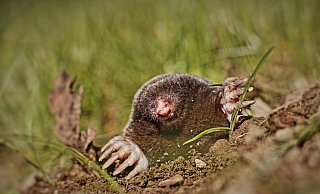 Um Maulwürfe zu vertreiben, sollen Haushaltsrezepte und etwa Knoblauchzehen helfen. - Pixabay (Symbolbild)
