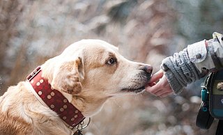 Drei Hunde, die Anfang Dezember unabhängig voneinander verletzt im Kreis Höxter gefunden worden waren, beschäftigen nun die Staatsanwaltschaft Paderborn. - Symbolbild: Pixabay