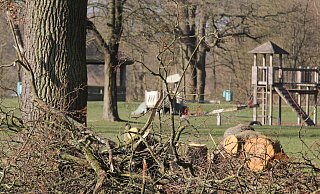 Diese Bäume im Sielpark hat der Sturm gefällt. Mitarbeiter der Stadtwerke Bad Oeynhausen haben das Holz aus dem Weg geräumt und zerkleinert. - Ulf Hanke