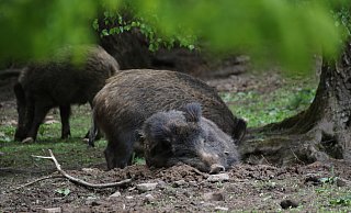 Ein Wildschwein in den Monaten Februar bis April zu schießen, gilt als unwaidmännisch. - Simone Flörke