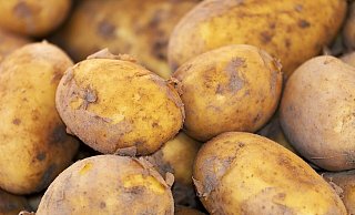 Ob es sich bei der geworfenen Kartoffeln um eine aus neuer Ernte handelt, ist unklar. (Symbolbild) Für die Polizei ist das Ganze aber kein Witz, sondern Körperverletzung. - Stefan Becker