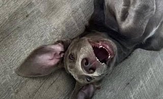 Anton ist ein Weimaraner-Mix und ein Jahr alt. - privat