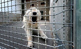 Wer sich auf dem Gelände umschaut, stellt unweigerlich fest, dass das Gütersloher Tierheim eine Investitionsruine ist.