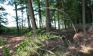 Waldflächen im Eggegebirge könnten zum Nationalpark erklärt werden. - (Archivbild) Uwe Müller