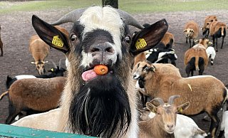 Lecker: Der Ziegenbock verleibt sich mit Hilfe seiner rosafarbenen Zunge die orangefarbene Möhre ein, die ihm ein Tierpfleger spendiert hat. - Sabine Kubendorff