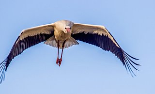 Er ist wieder da: Im Kreis Höxter kommt der Weißstorch wieder recht häufig vor. - Peter Maciej
