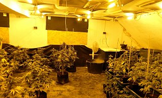 Die Pflanzen der Drogenplantage befanden sich in unterschiedlichen Wachstumsstadien. - Polizei Minden-Lübbecke