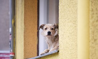 Auch bei kleinen Hunden wie diesem Terrier-Mischling müssen Mieter nachfragen, bevor sie mit ihnen in die Wohnung einziehen. - picture alliance / dpa Themendienst