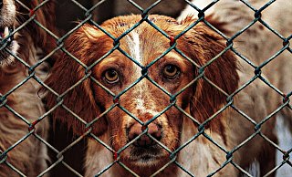 Alle Jahre wieder: angespannte Lage im Tierheim. - Pixabay