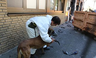 Spürhund Rübe wird für den Einsatz vorbereitet: Der 10-jährige belgische Schäferhund ist schon seit vielen Jahren im Polizeidienst. Er stammt aus der landeseigenen Zucht und wird, wie seine menschlichen Kollegen, später in Rente gehen – finanziert vom Land NRW. Foto: Claus Frickemeier - Claus Frickemeier