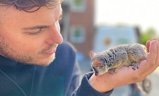 Ein Buschbaby-Baby war ein halbes Jahr lang Markus Köchlings ständiger Begleiter. Bei der Geburt wog es nur etwas über 30 Gramm. - Markus Köchling