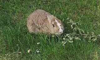 Kaninchen Brunhilde ist offenbar von einer Passantin aus der Freiheit ins Tierheim "gerettet" worden. - Privat