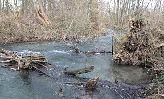 Die Lippe bei Bad Lippspringe soll vom Zufluss der Steinbeke bis zur Kläranlage renaturiert werden. Zu den natürlichen Hindernissen wie Baumstämme, sollen noch zusätzliche eingebaut werden. - Uwe Müller