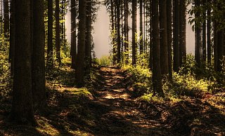 In einem Waldstück in Schloß Holte-Stukenbrock sind mehrere Kleidungsstücke gefunden worden. Wem sie gehören, ist unklar. - Pixabay