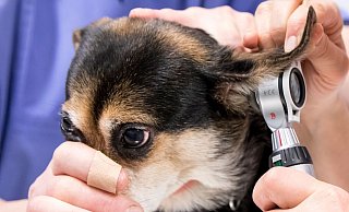 Der Tierschutzbund befürchtet, dass jedem vierten Tierheim die Luft ausgeht, weil die finanziellen Probleme zu groß werden. Am 22. November ist auch noch die neue Gebührenordnung für Tierärzte in Kraft getreten. Das Tierheim Bielefeld hat Glück und mit Mirko Quest einen eigenen Arzt, der hier Hündin Lilly ins Ohr schaut. Foto: Andreas Zobe - Verwendung weltweit