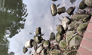 Mehrere tote Fische trieben im Wasser des Kurpark-Teichs. - Feuerwehr Rödinghausen