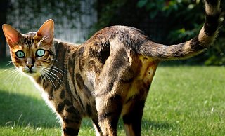 Der zweijährige Bengalkater "Mister Blue" ist in Avenwedde von einem unbekannten Täter mit einer Armbrust angeschossen worden. - Andreas Frücht