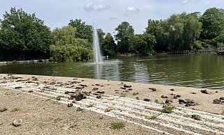 Ein eigentlich idyllischer Blick auf den Steinmeister-Teich samt Fontäne wurde zeitweise von den Verunreinigungen im Vordergrund beeinträchtigt. Inzwischen wurde der Bereich zwar gereinigt, aber spätestens im nächsten Sommer könnte das Problem wiederkehren. - Natalie Gottwald