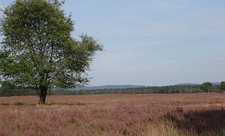 Eine Landschaft, über die schon der Dichter Hermann Löns schrieb: Die Heideblüte in der Senne. - Johannes Wiemann-Wendt/Förderverein