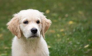 Elf Golden Retriever aus Bünde wurden 2022 bei Tasso neu registriert. - Symbolfoto: Pixabay