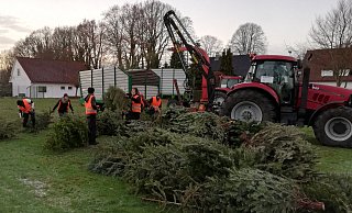 Reichlich Grün: Viele ausgediente Weihnachtsbäume holten die freiwilligen Helfer bei der Aktion des CVJM Rahden ab. Foto: CVJM Rahden / Oliver Nickel - CVJM Rahden / Oliver Nickel