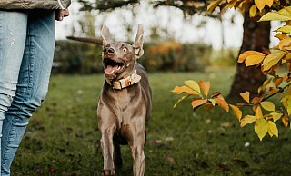 Die Frau ging mit ihrem Weimaraner spazieren, als der 59-jährige Bünder ihr aggressiv gegenübergetreten sein sollte. - Pexels/Karolina Grabowska