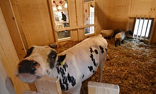 Nach mehrjähriger Pause ist die Lebendige Krippe zurück auf dem Paderborner Weihnachtsmarkt. Ein Rind und zwei Schafe leben während der Adventszeit in dem Stall. - Lena Henning