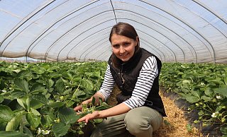 Katharina Eßer zeigt, wie weit die Erdbeeren in Ulenburg schon sind. An dieser Pflanze sind sowohl die letzten Blüten als auch die ersten, schon recht großen Früchte zu sehen. - Judith Gladow