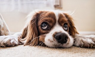 Hunde sollen in Herford gechippt werden. Das dürfte Hundebesitzern, die ihr Tier schon länger haben, nicht in jedem Fall recht sein. - PicsbyFran/Pixabay