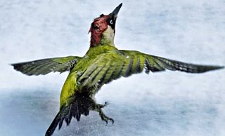 Die Vogelpflegestation kümmert sich um hilfsbedürftige Tiere. Auf dem Foto ist ein Grünspecht zu sehen, der wieder in die Freiheit entlassen wird. - Andrea Beverungen