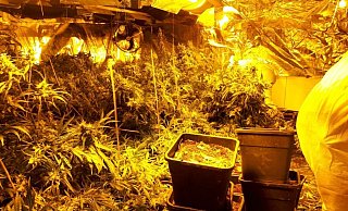 Gelbes Licht, erntefähige Hanfpflanzen: Blick in die eine Drogenplantage, die die Bielefelder Polizei 2017 aushob. - Polizei Bielefeld