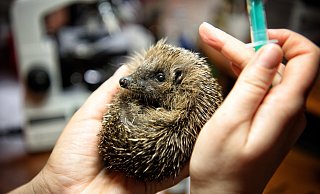 Dank der intensiven Pflege durch Igel-Retterin Katharina Wiedemann hat sich Igel-Mädchen Henriettes Zustand stabilisiert. - Michaela Heinze