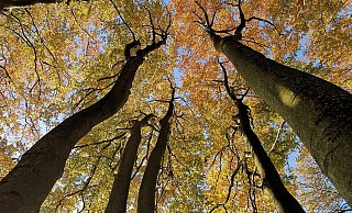 Bei milden Temperaturen empfiehlt sich ein Spaziergang im Teuto. - Anke Groenewold