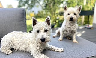 Berta und Luna sind ein absolutes Dreamteam. - Privat