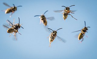 Gegen Wespen helfen vor allem Hornissen - die natürlichen Feinde der stechenden Insekten. - Frank Rumpenhorst/dpa