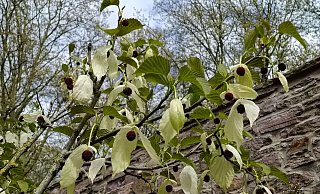 Im Remtergarten steht ein Taschentuchbaum. - Huxorium Gartenpark