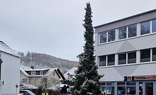 Vorher: Spott und Häme für die erste Tanne. - Sebastian Rapp