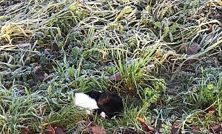 Die beiden Rosetten-Meerschweinchen hätten die Nacht in der Kält nicht überlebt, so die Tierschützer. - Christine Engelhardt