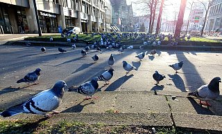 Am Niederwall gegenüber der Sparkasse wird täglich gefüttert - diese City-Tauben sollen immer weiter Richtung Süden und damit aus aus der Innenstadt gelockt werden. - Kurt Ehmke
