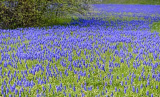 Blau so weit das Auge reicht: Armenische Traubenhyazinthen sollen die Besucher zur Landesgartenschau begleiten. - Botanikfoto steffen Hauser