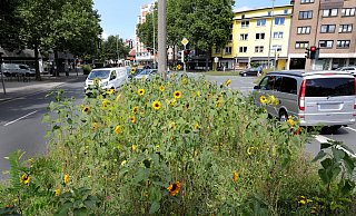 Verkehrsinseln, hier eine mit Blühpflanzen begrünte an der Berliner Straße, könnten auch als Senken angelegt werden. - Frank-Michael Kiel-Steinkamp