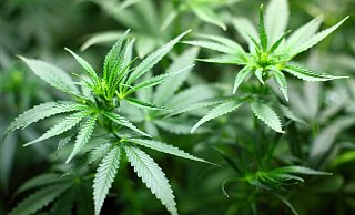 Drei Pflänzchen darf jeder Cannabis-Jünger zukünftig legal hegen und pflegen. - Stefan Becker